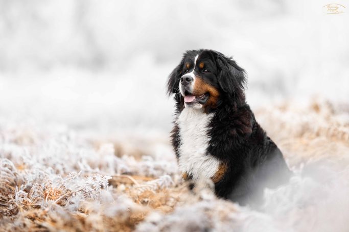 Ein Berner Sennenhund sitzt in einer frostigen, verschneiten Umgebung.